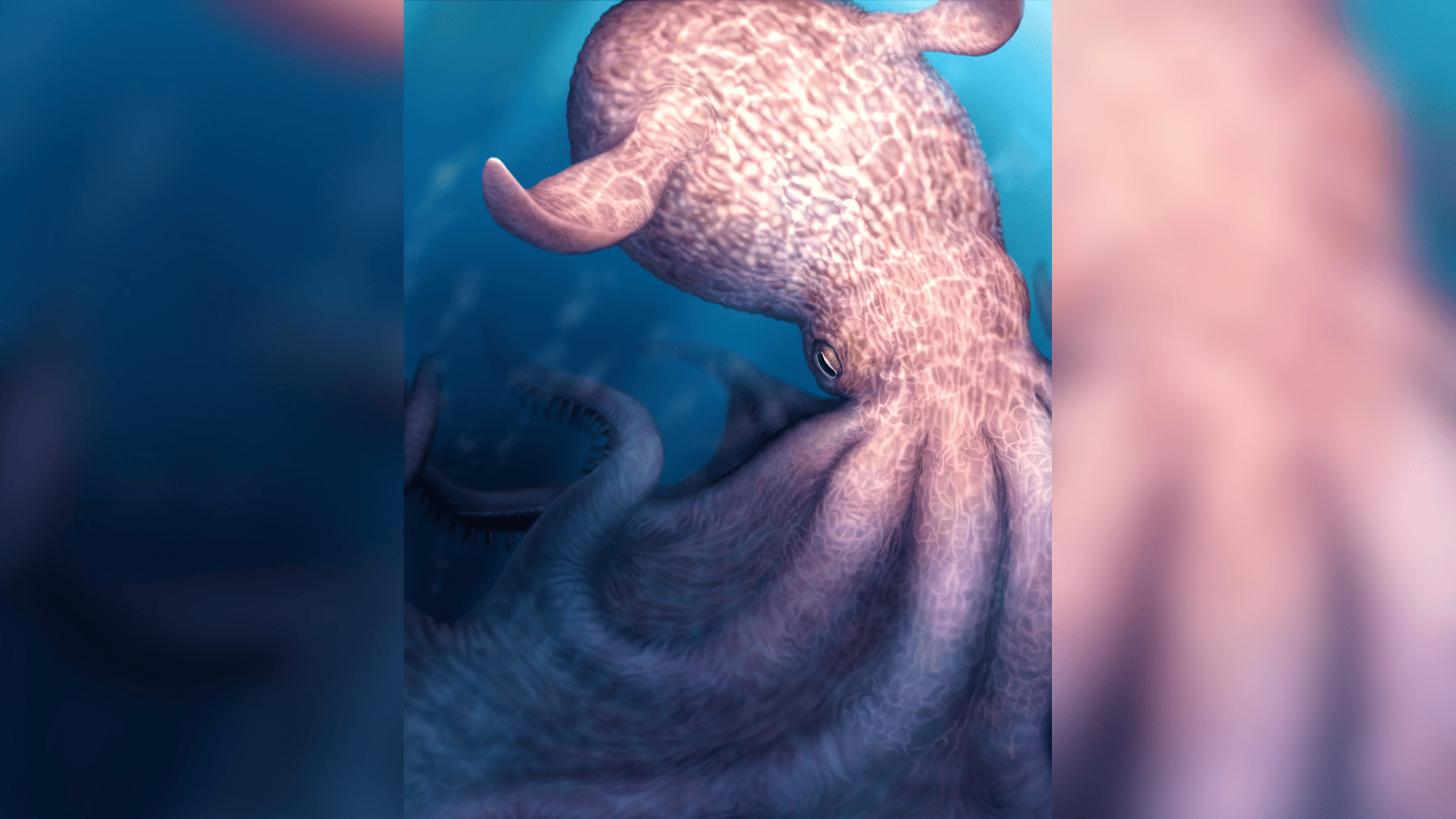 giant octopus sketch giant octopus sketch