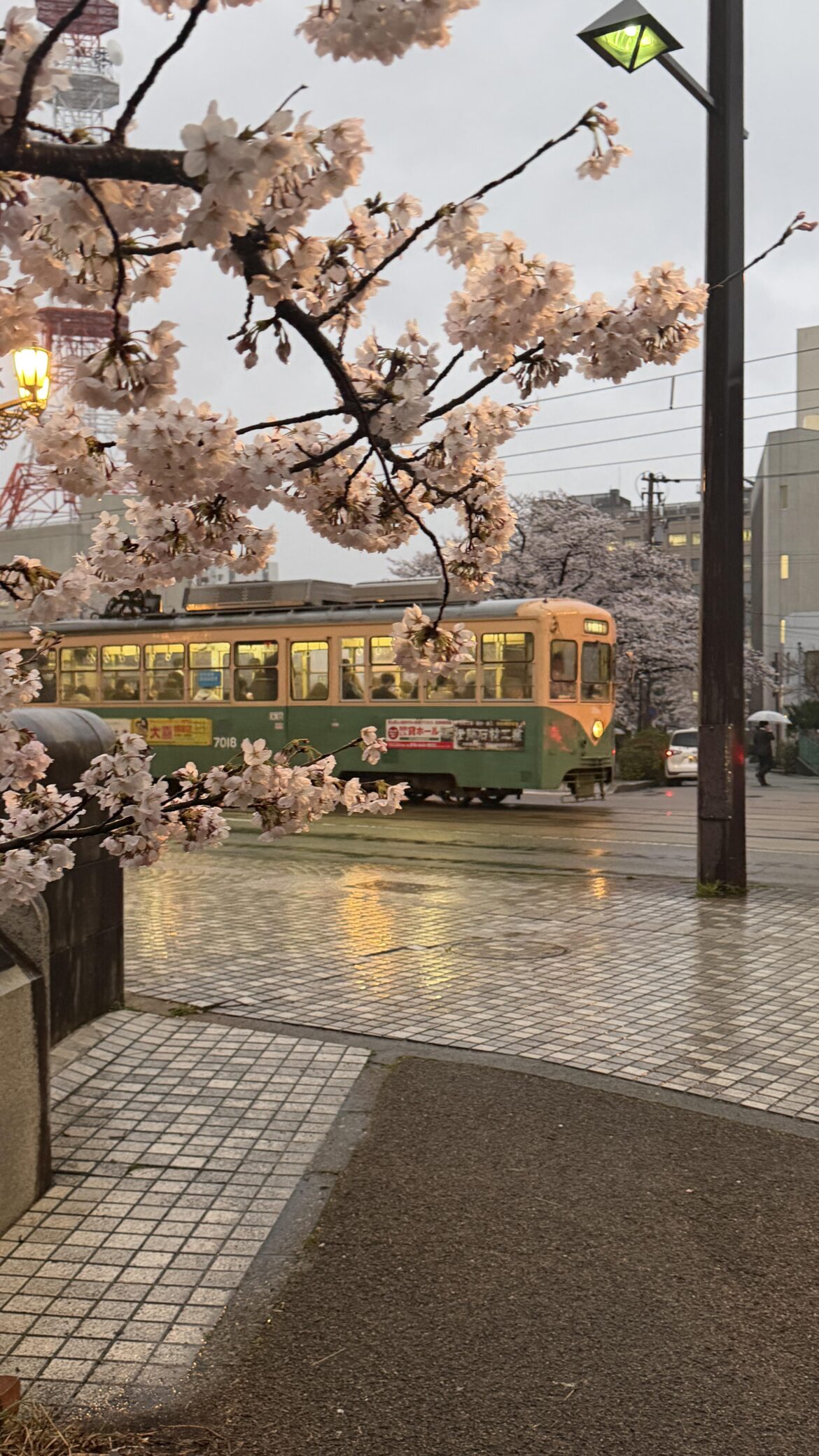Train & Cheery blossom