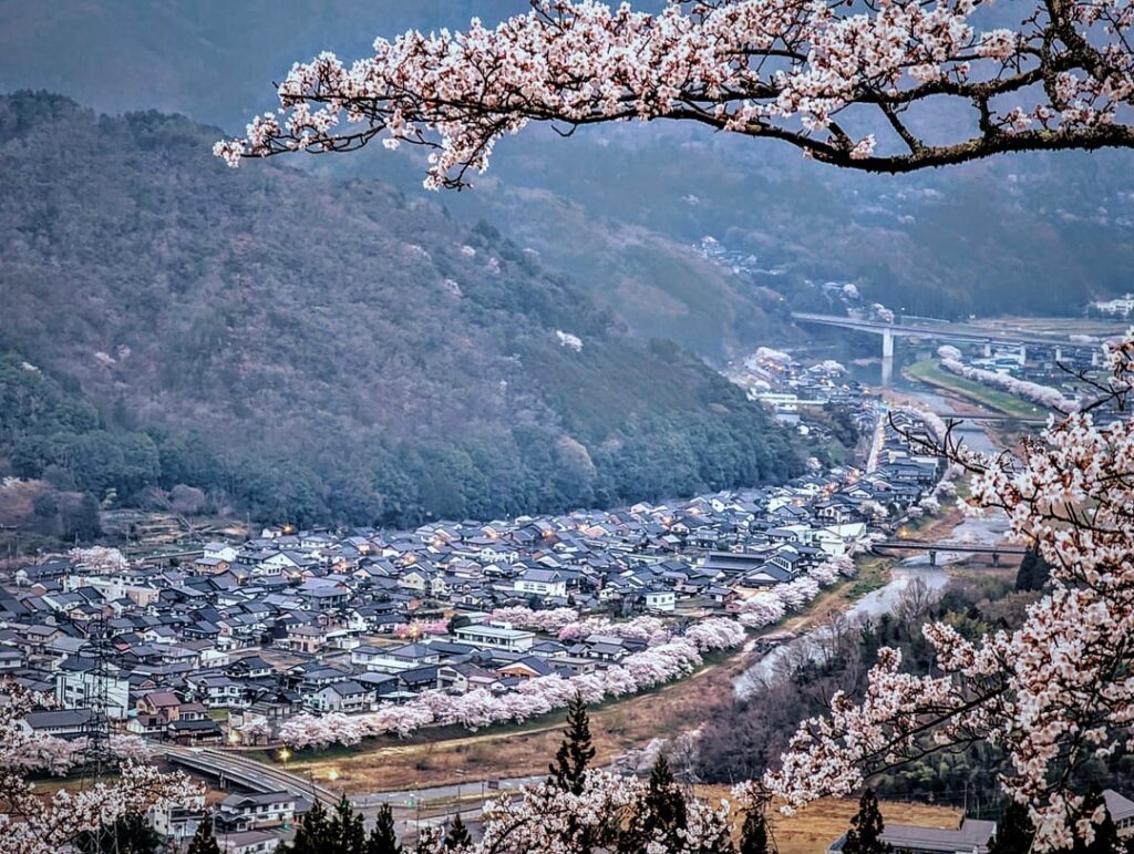 For a short time Japan dresses in sakura.