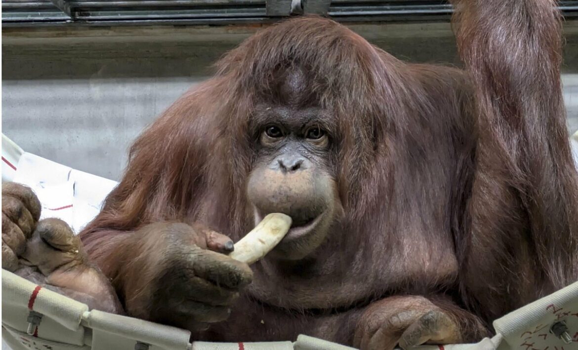 Japan, Indonesia zoos team up to breed endangered orangutan