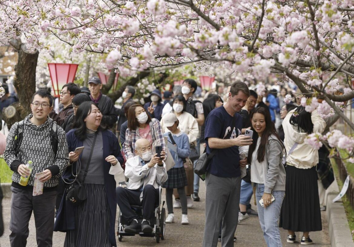Cherry blossom viewing starts at Japan Mint in Osaka