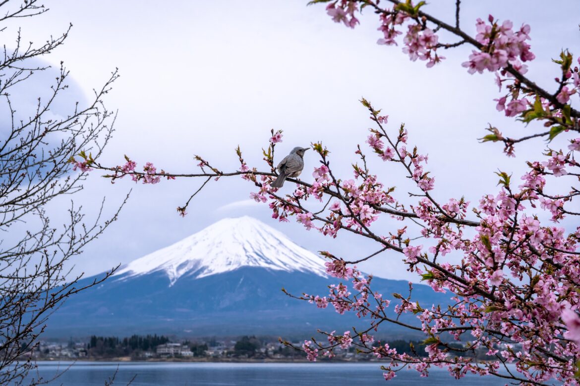 Mt Fuji and Cherry Blossoms