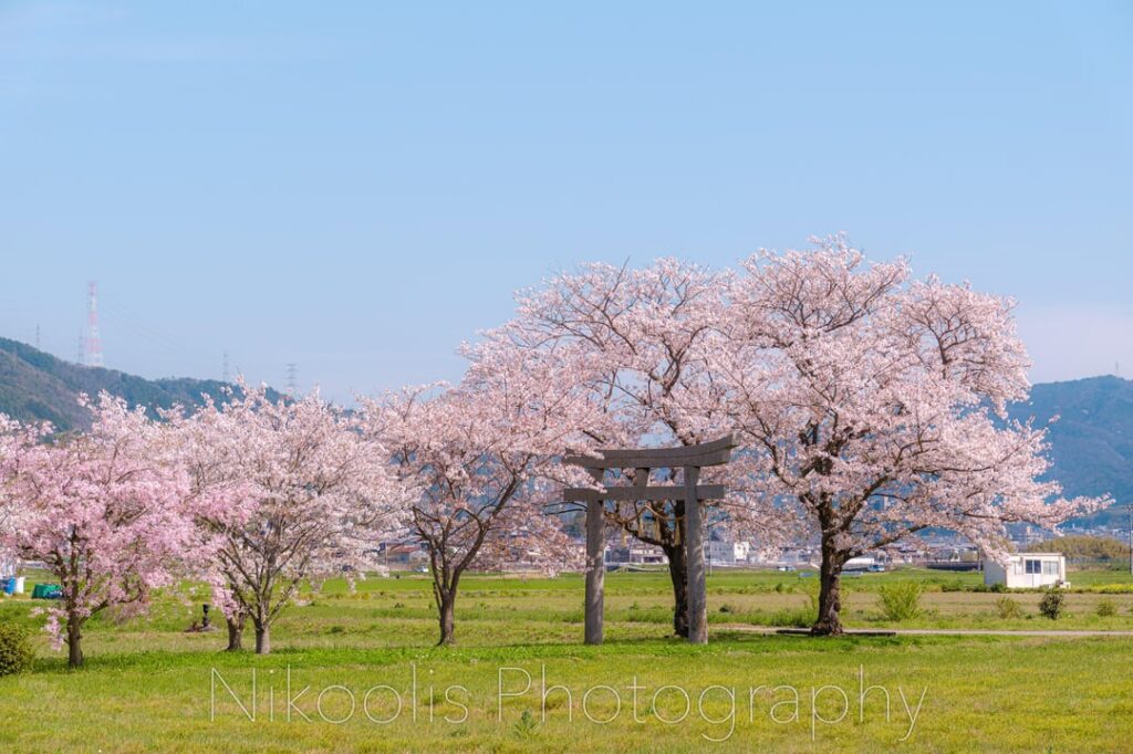 A sakura paradise without a single tourist. Spent an hour here in total and only met two locals (Kyoto countryside)