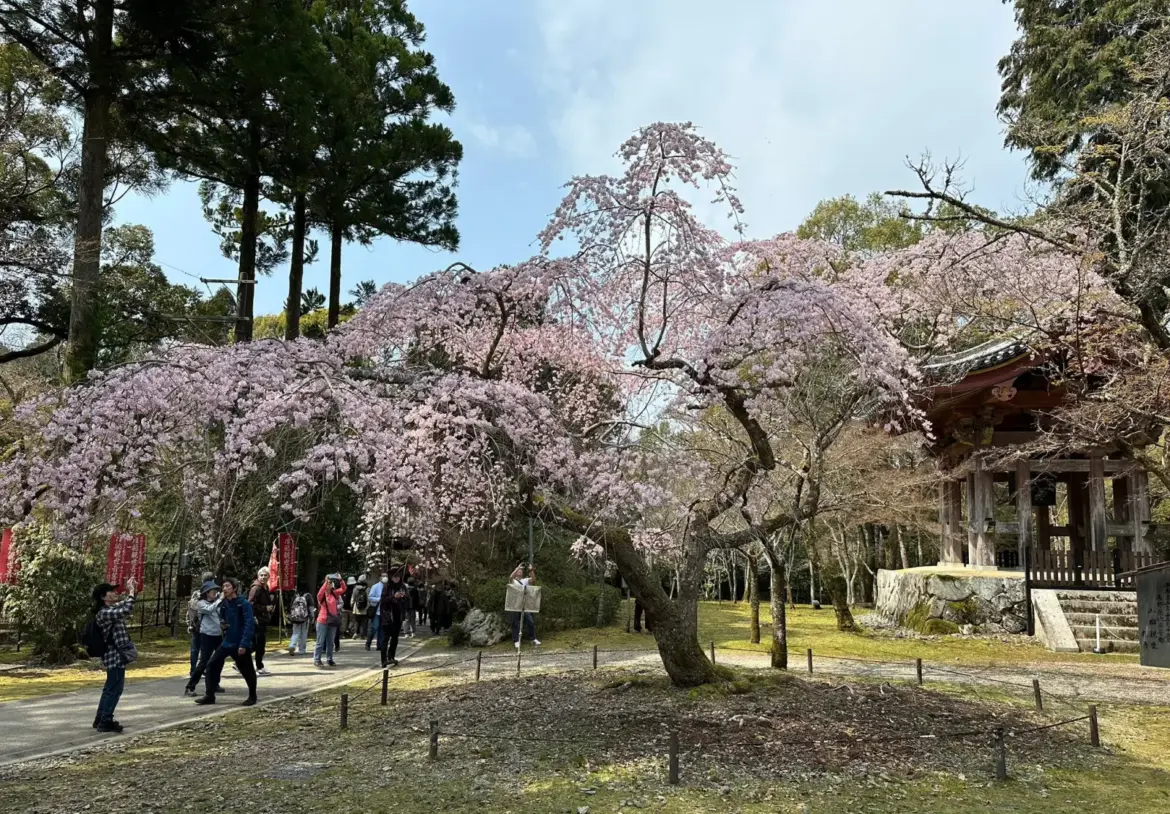 Visitors gather beneath a large weeping cherry blossom tree in full bloom beside a traditional Japanese temple garden during sakura season in Japan.