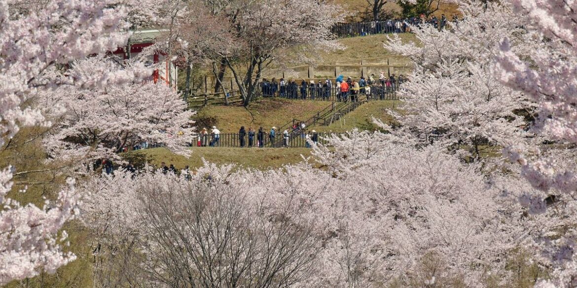 Japanese town sours on the crowds coming to see cherry blossoms and Mount Fuji