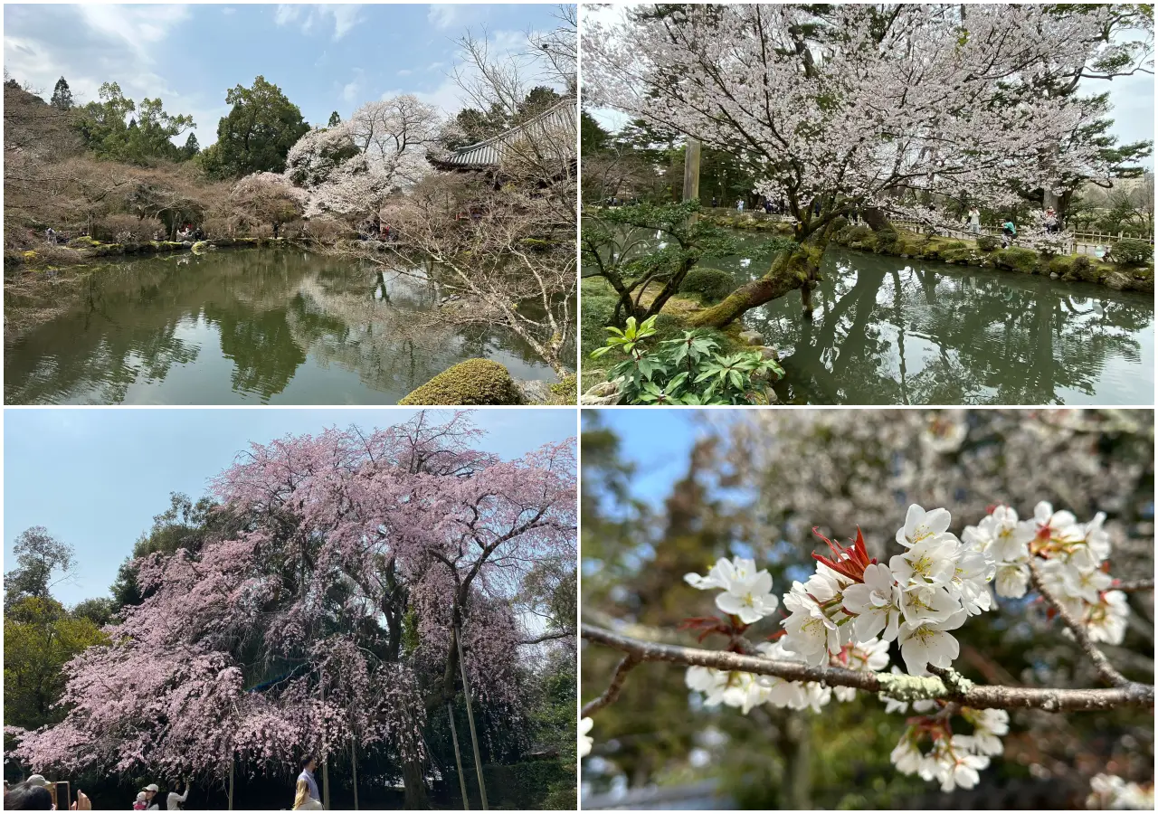 A four-panel collage of Japan's cherry blossom season, featuring sakura trees in full bloom reflected in garden ponds, a sweeping weeping cherry tree, and a close-up of white sakura blossoms in spring.