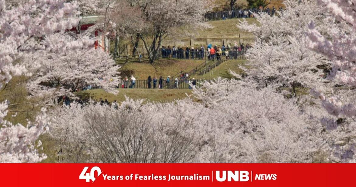 Japanese town struggles with crowds visiting cherry blossoms and Mount Fuji