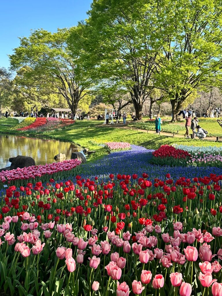 Yesterday at Showa Kinen Park 🌷🌸🌼