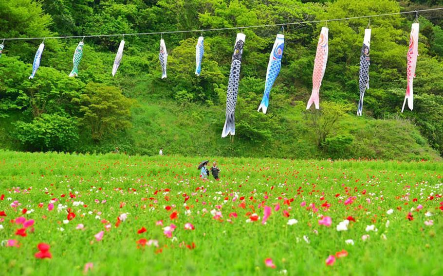 Koinobori (carp streamer) hung up over the tulip field.