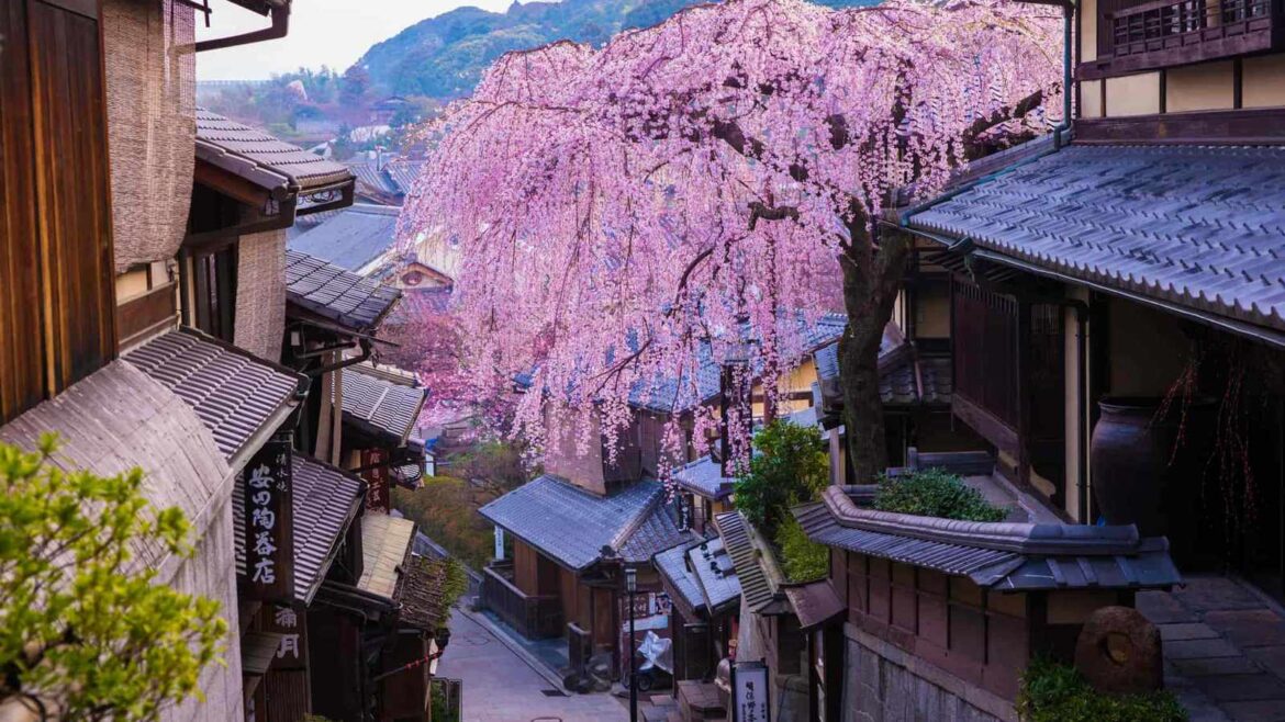 Kyoto Cherry Blossom Season Draws International Tourists – Azat TV Kyoto Cherry Blossom Season Draws International Tourists – Azat TV