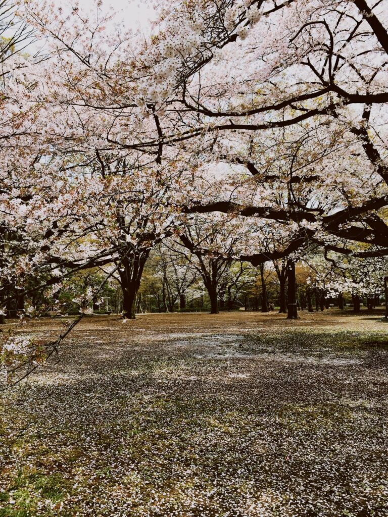 Cherry Blossom from 10 years ago