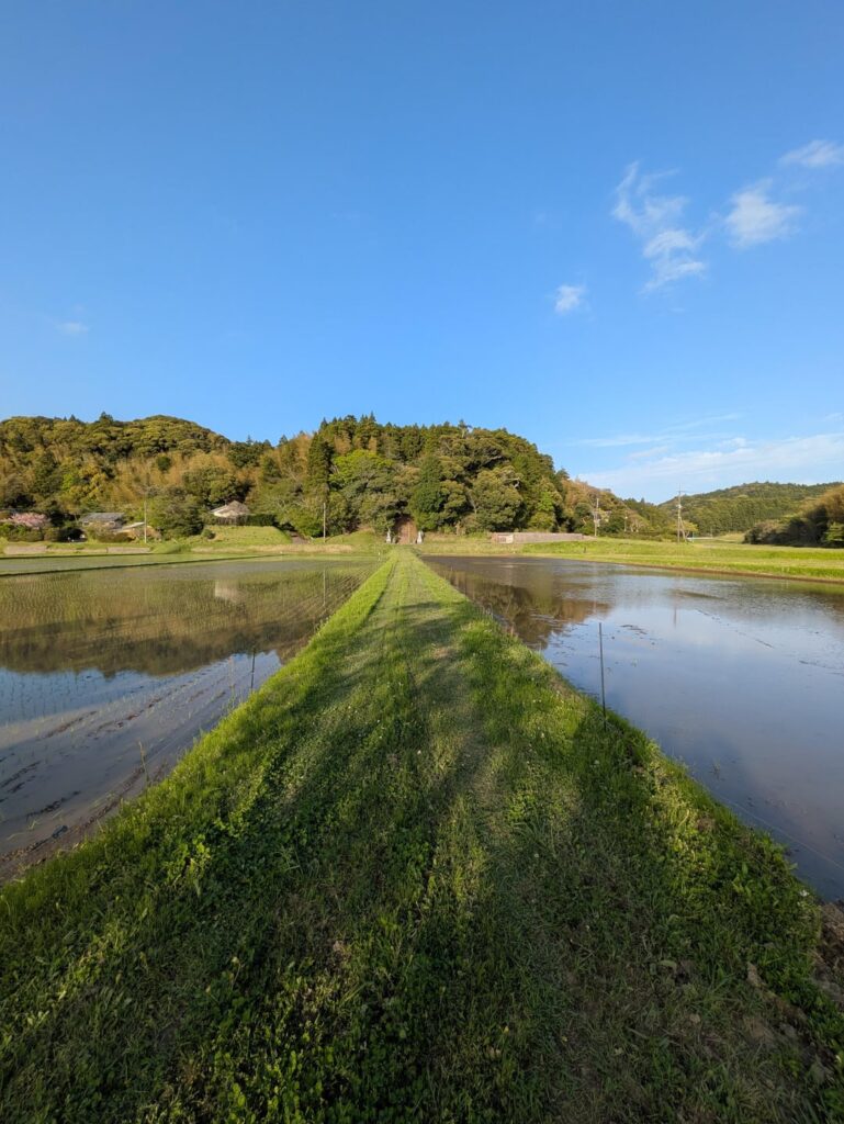 Rice planting. I am a farmer in Chiba Prefecture