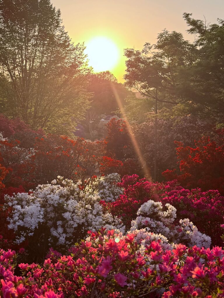 I’m convinced Ashikaga Flower Park isn’t real