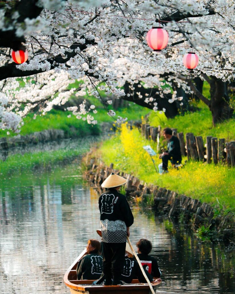 Sakura bloom at Shingashi River