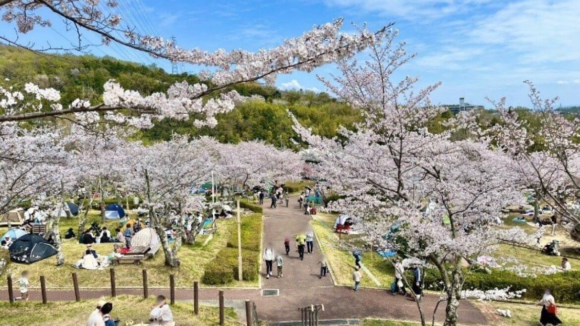 Settsukyo Park Sakura Festival 2026