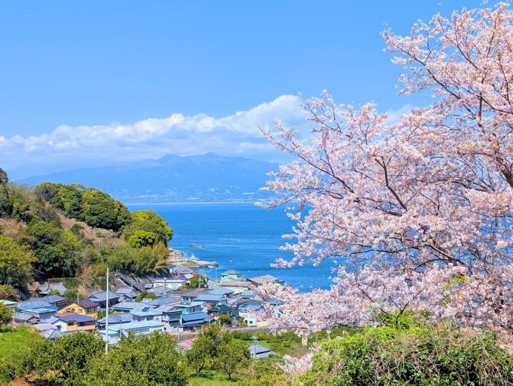 Mount Fuji hidden by clouds, and cherry blossoms
