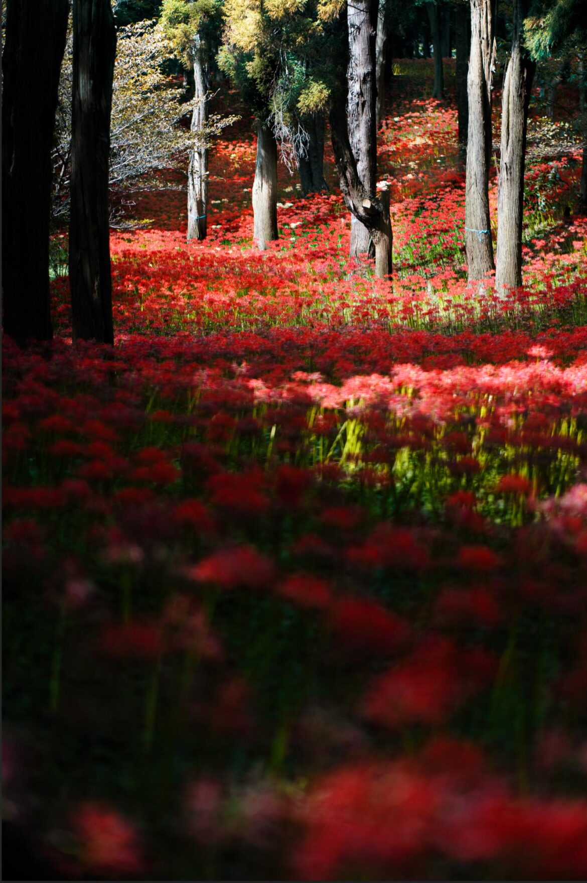 Magical Spider Lilies