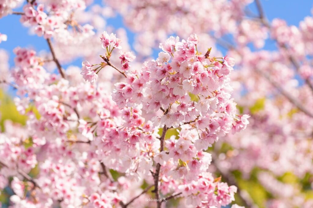 Sakura at Ueno Park [OC]