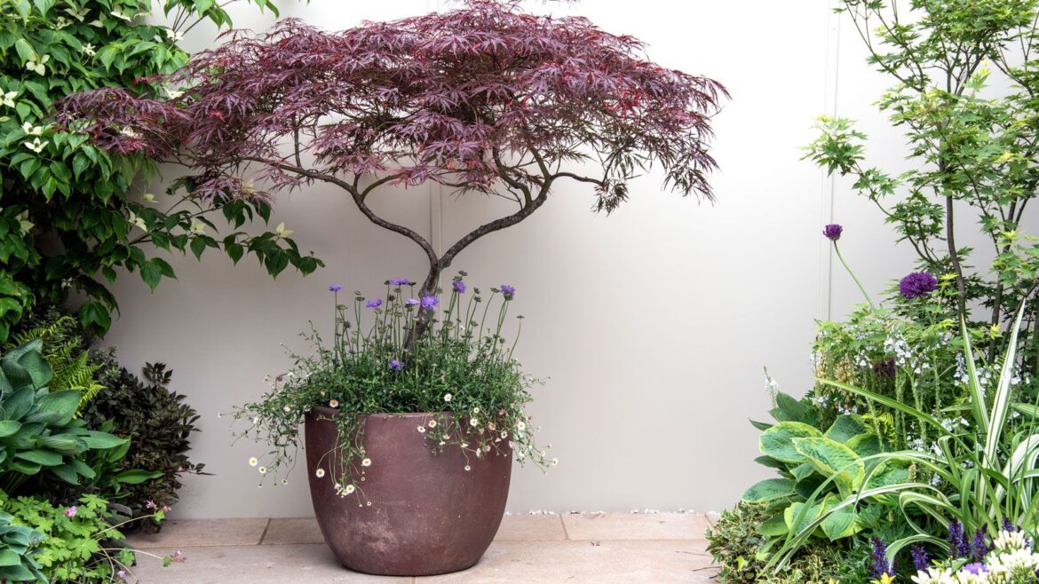 acer planted in copper container, underplanted with mexican fleabane and scabious, on patio pavers with borders of plants including hostas