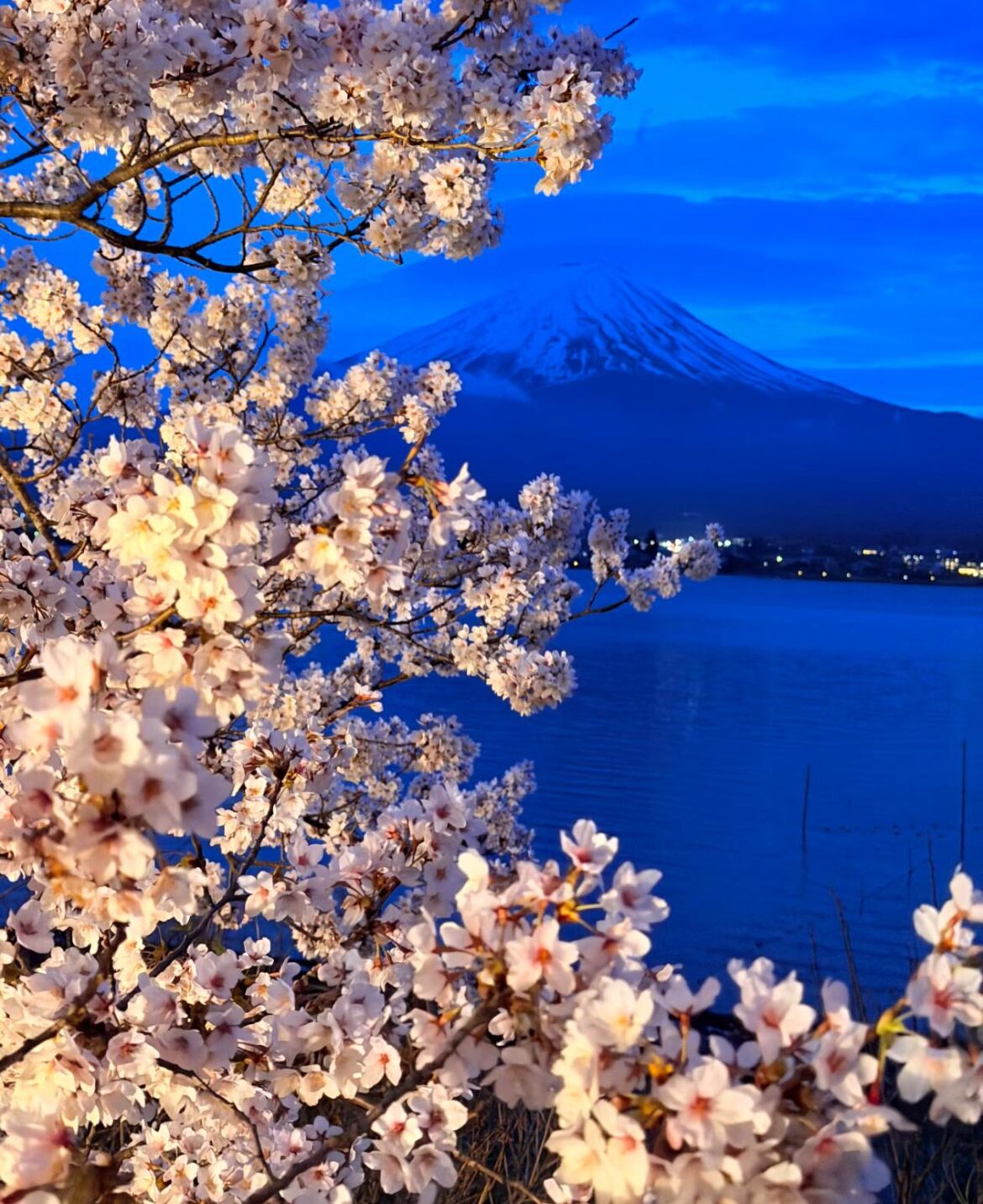 Cherry blossoms at the foot of Mt. Fuji.