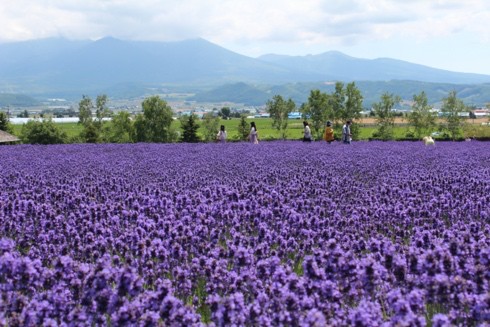 Rising interest in Japan's traditional culture and the four seasons - Ảnh 3. Rising interest in Japan's traditional culture and the four seasons - Ảnh 3.