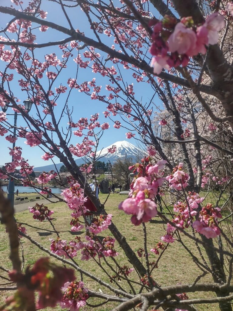 Fuji-san enjoying the sun and sakura from Kawaguchiko
