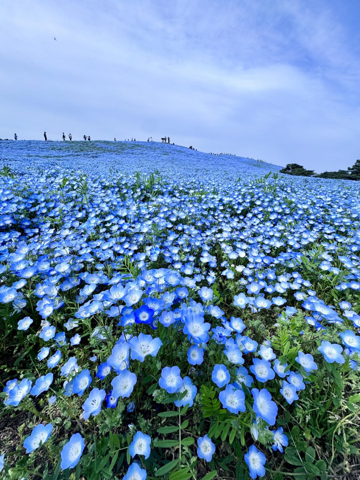 Hitachi Seaside Park