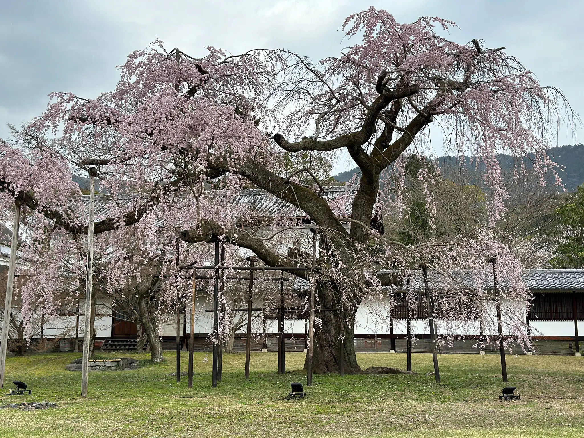 A grand ancient weeping cherry blossom tree in bloom stands supported by wooden poles in the grounds of a traditional Japanese temple during sakura season.