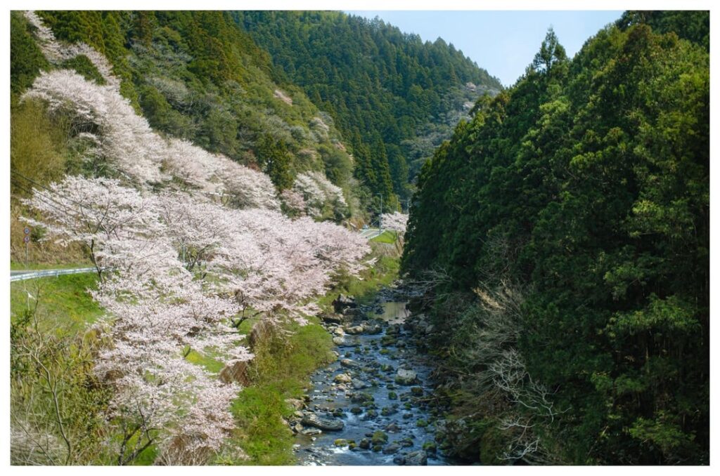 Sakura in Rural Kochi