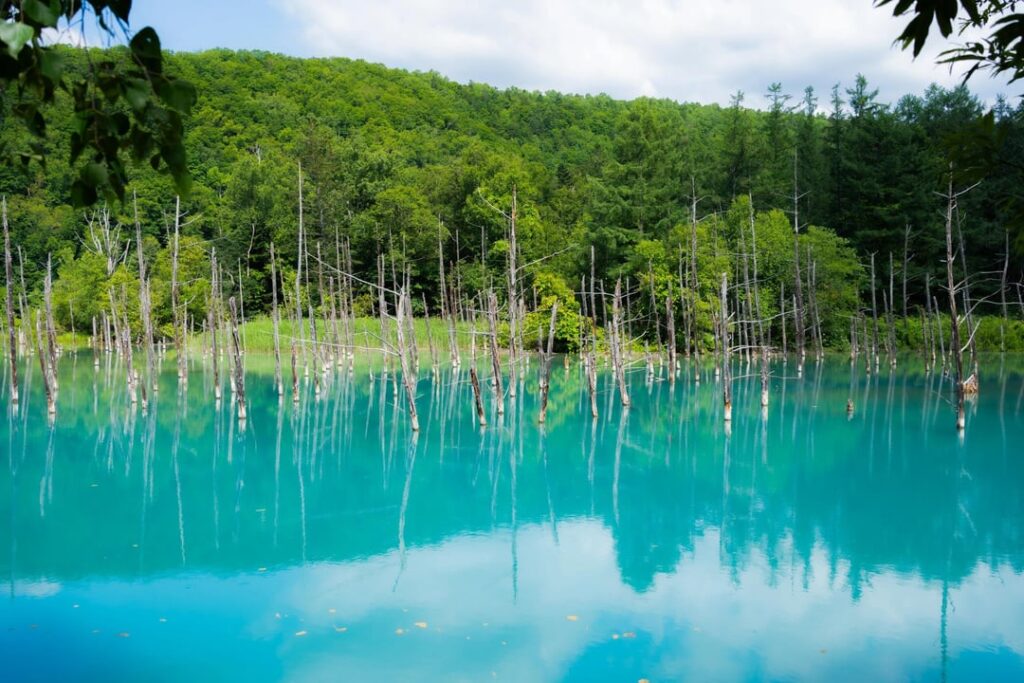 Biei & Furano