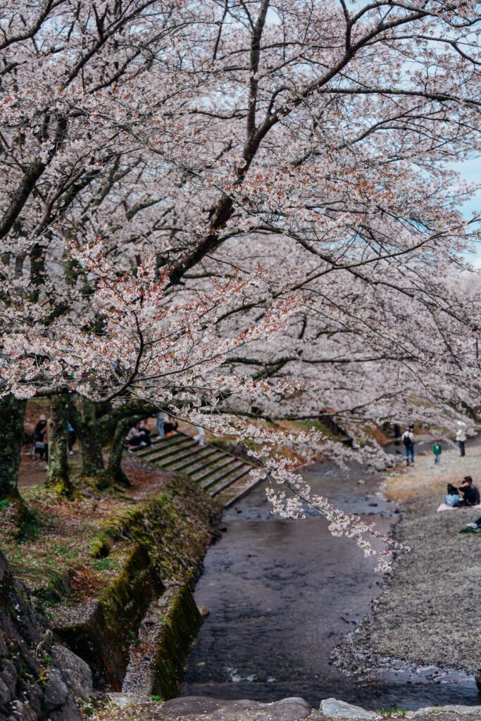 Cherry blossom along the Nanatani River in Kameoka, Kyoto