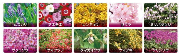 Various flowers blooming throughout the festival period