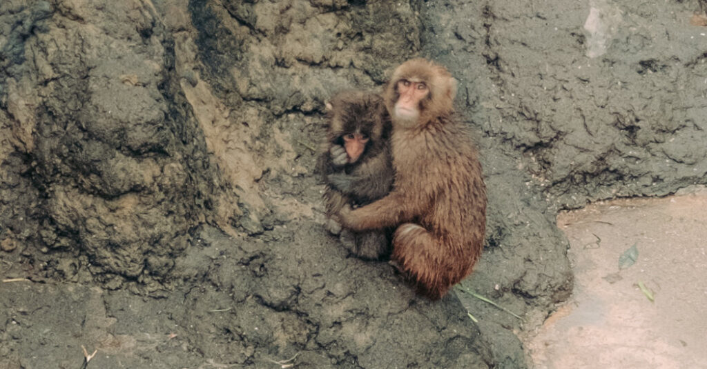 Punch, the Lonely Monkey Who Drew Crowds to a Small Japan Zoo, Is Growing Up. He’s Still a Star.