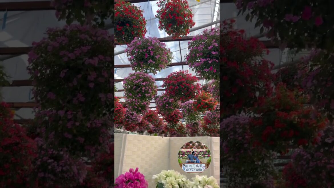 A Journey Back to Our Unforgettable travel.#ytshorts #flowers #japan