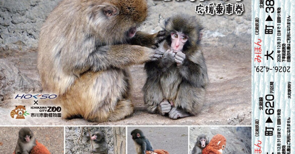 Railway in Japan launches tickets to cheer on Punch the monkey to boost zoo festival travel Railway in Japan launches tickets to cheer on Punch the monkey to boost zoo festival travel