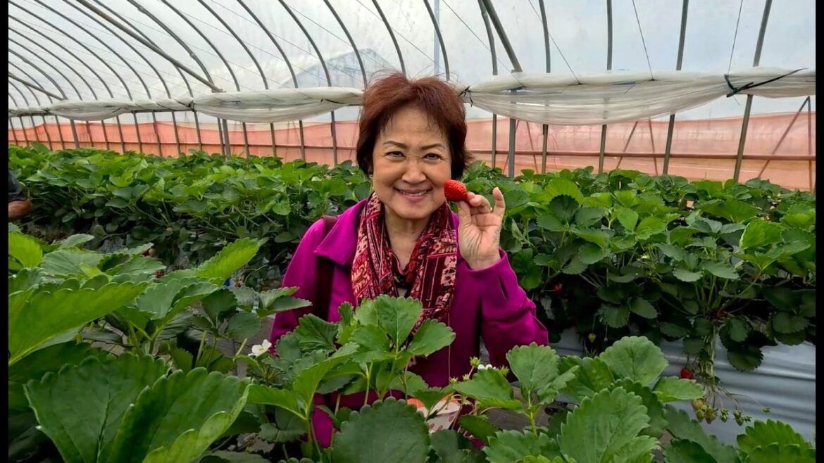 Day 4-Japan Trip - Strawberry Picking, Niigata