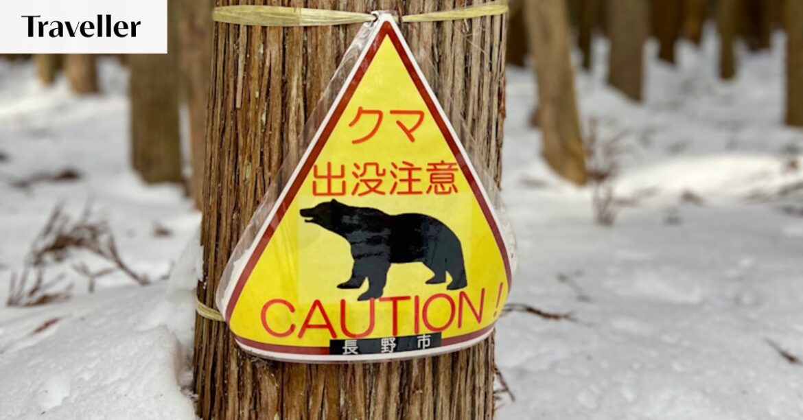 Nagano Snow Country: Exploring Japanese mountains with a traditional Matagi or bear hunter
