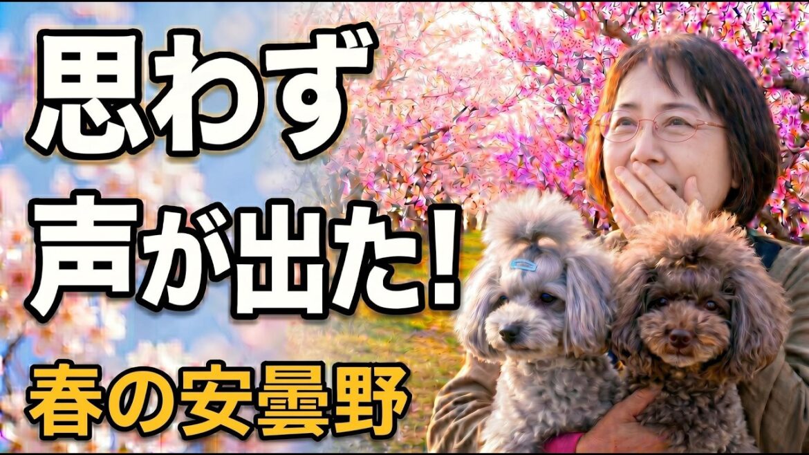 花桃と桜のトンネルが美しすぎて、思わず声が出た｜春の安曇野｜64歳ひとりキャンピングカー旅