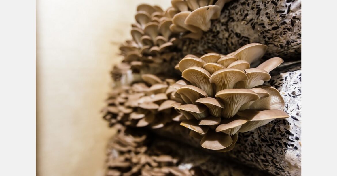 High-tech mushroom cultivation with Japanese technology