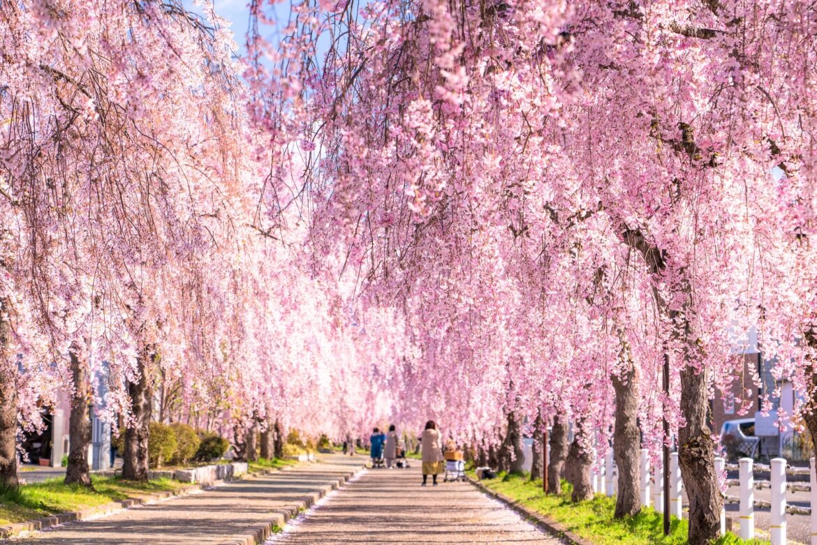 16 best places to see cherry blossoms in Japan – with 2026 dates