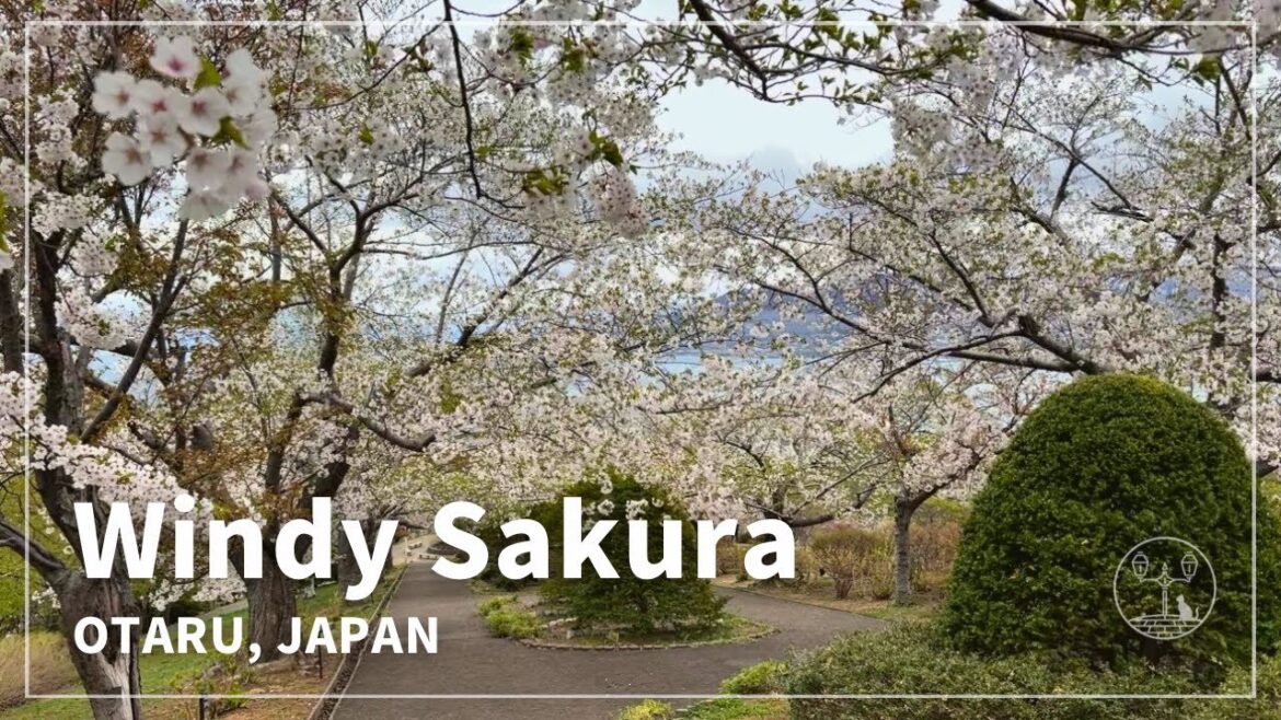 Japan Walking Tour in Otaru, Hokkaido | Windy Cherry Blossoms in Temiya Park | Strong Spring Wind