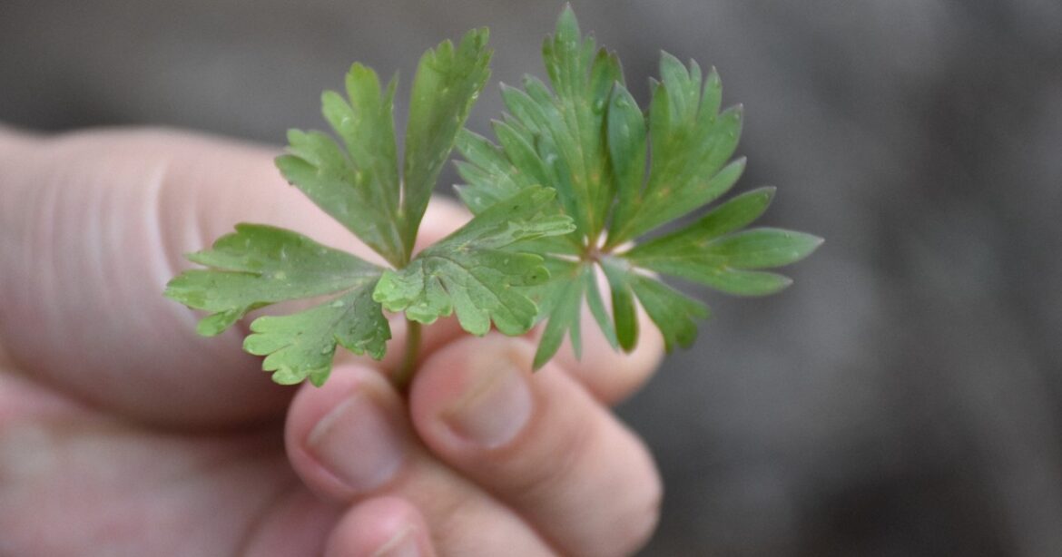 Foragers in Japan warned misidentification of plants could spell death