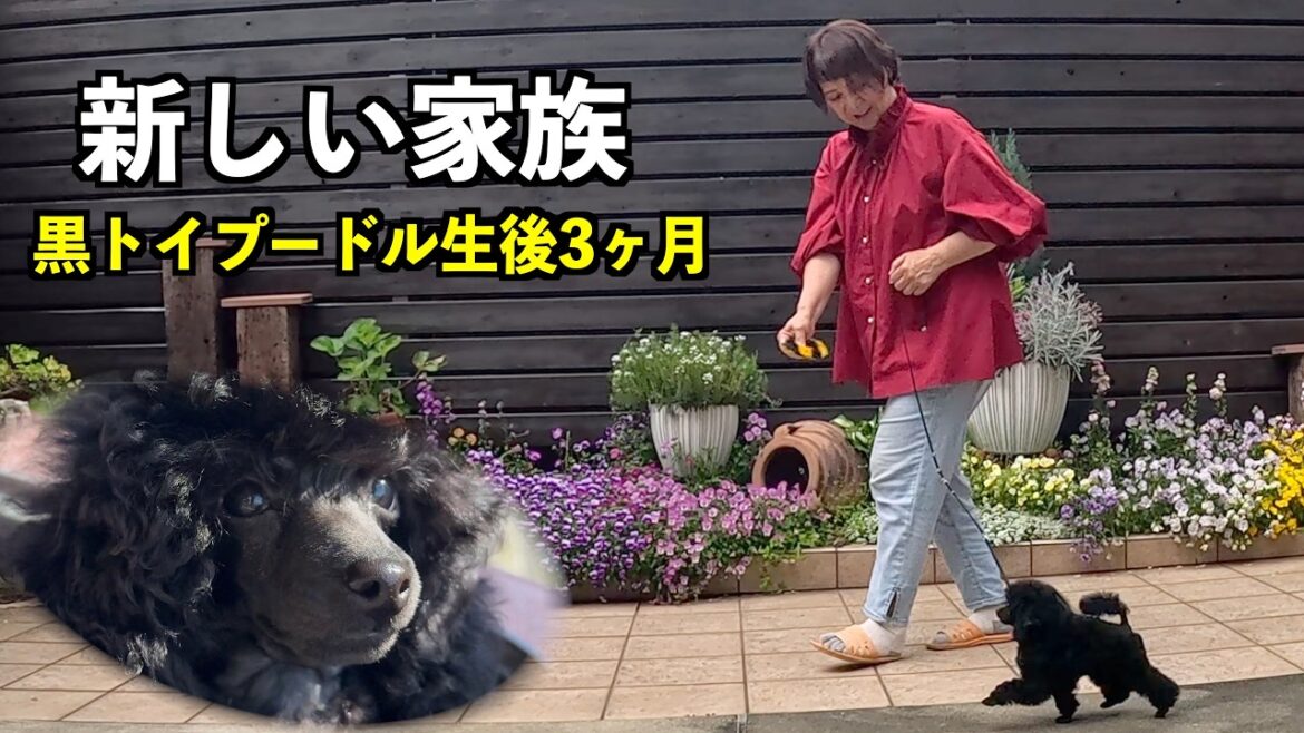 【新しい家族が増えました🐾】白馬の絶景と気狂いそばを満喫〜富士市で黒トイプードルの子犬をお迎えした日