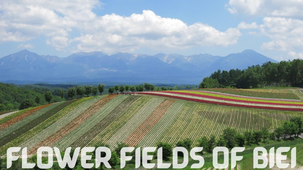 Japan's Most Famous Fields