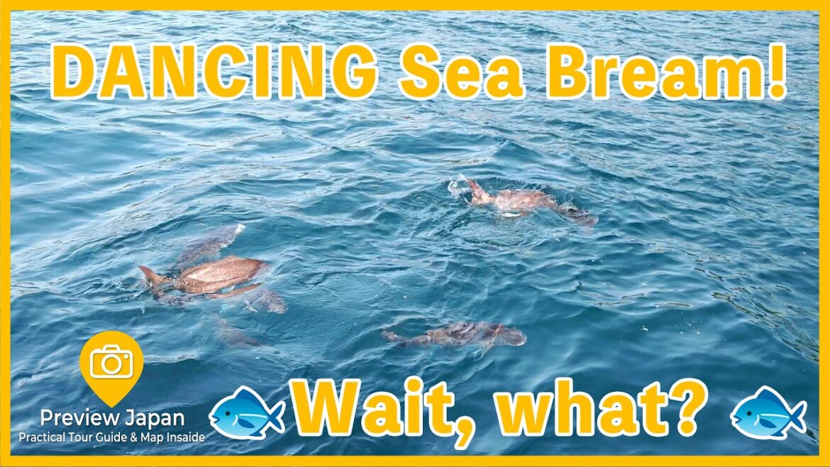 🐟 Why Do Wild Fish DANCE Here?! 🐟 Japan's Hidden Coastal Mystery | Chiba in March #003
