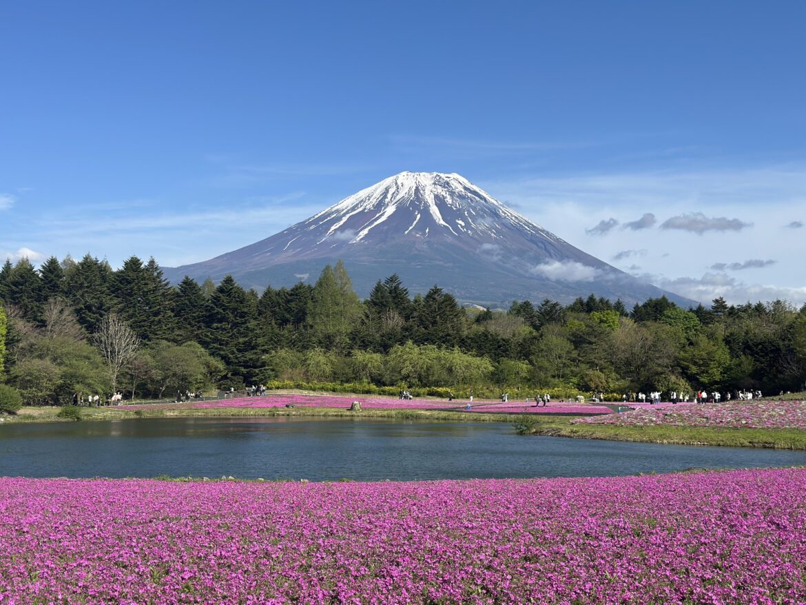Fuji Shibazakura Festival 2026
