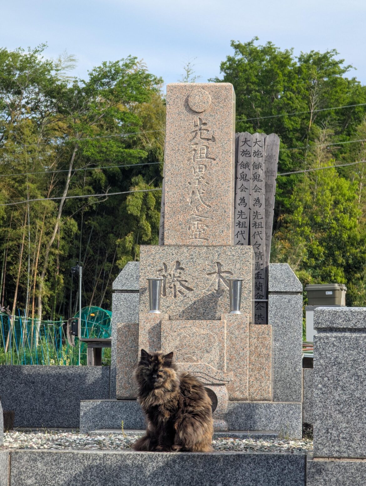 Cat sunning on a grave this morning