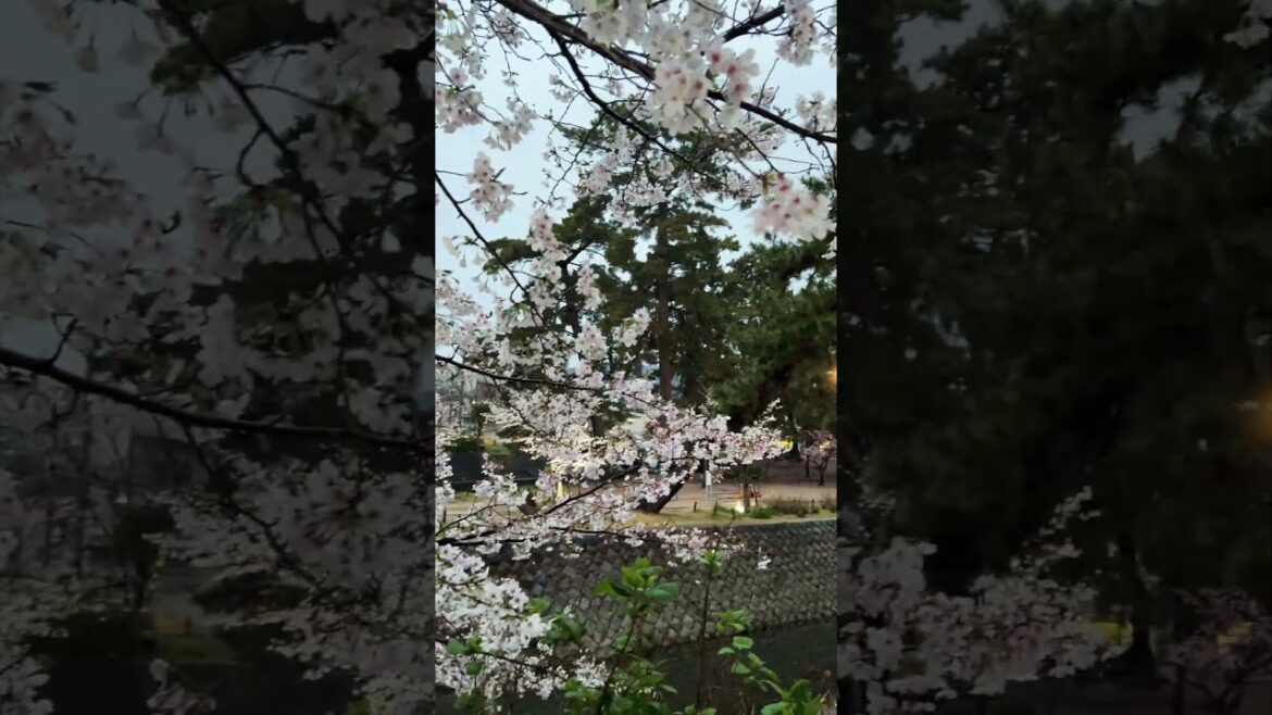 【KOBE】Must-See Tourist Attraction – Shukugawa Park 【KOBE】Must-See Tourist Attraction - Shukugawa Park
