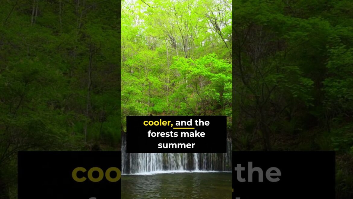 Where to Escape the Japan Summer Heat 🇯🇵 Karuizawa & Furano Travel Guide