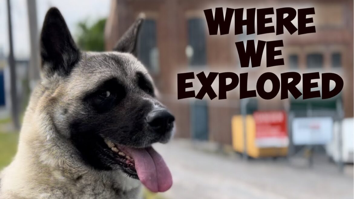Abby The Akita Explores Abby The Akita Explores